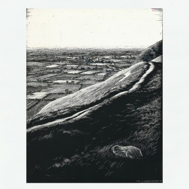 Signed Original Drawing: Lepus, the Brown Hare - , 