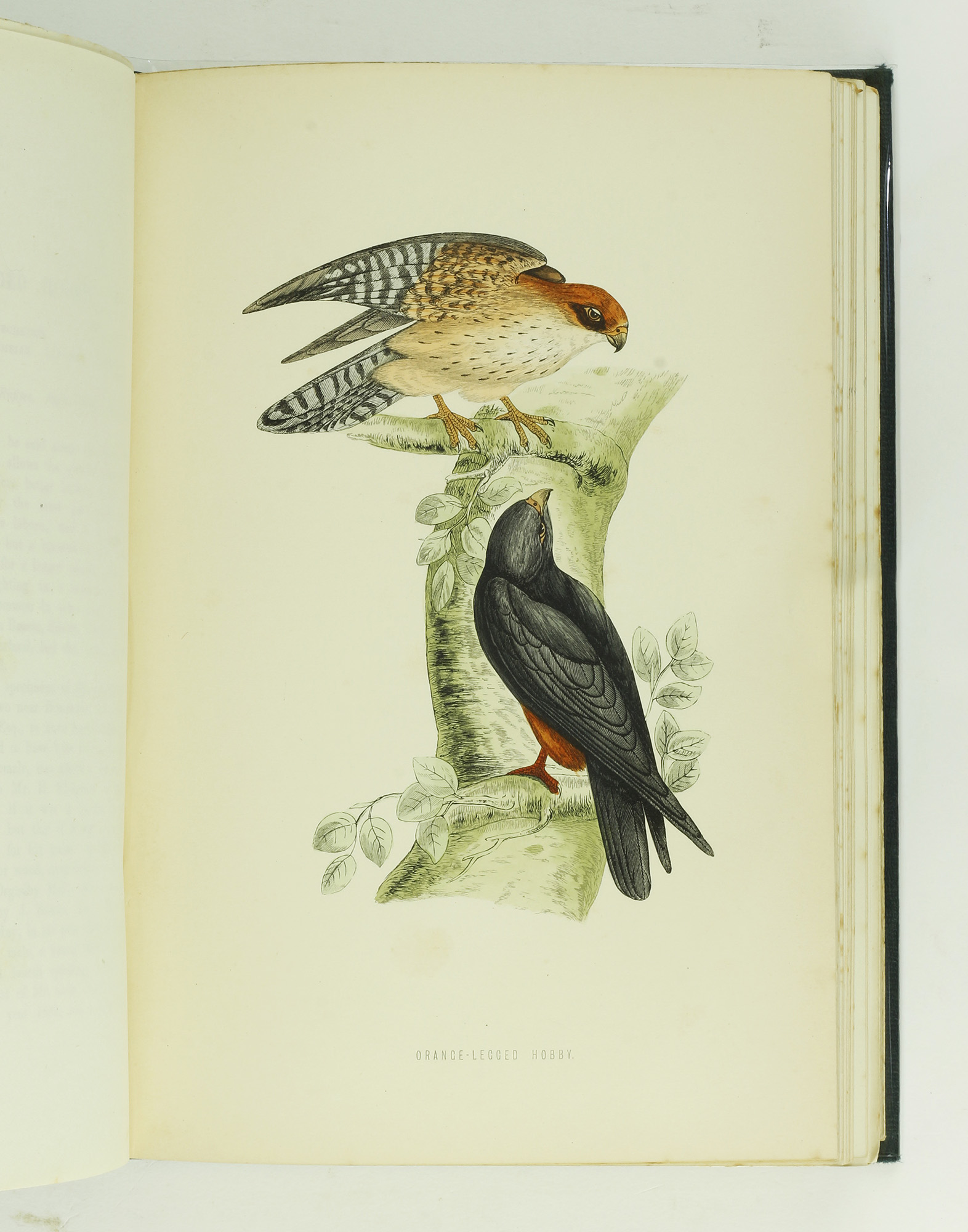 A History of British Birds by MORRIS, Rev. F.O. - Jonkers Rare Books