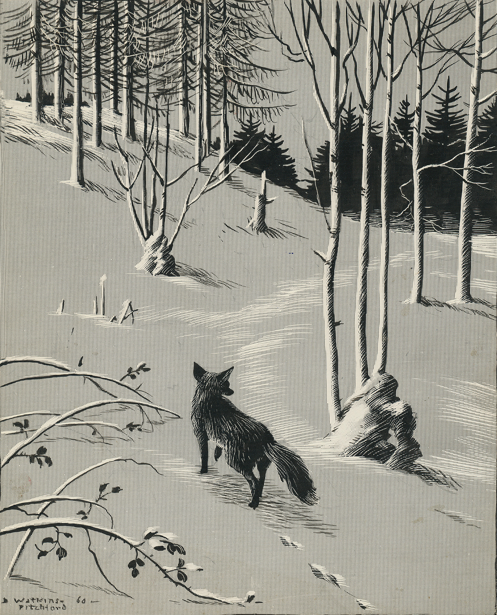 Signed Original Drawing: Vix - the Story of a Fox Cub - , 