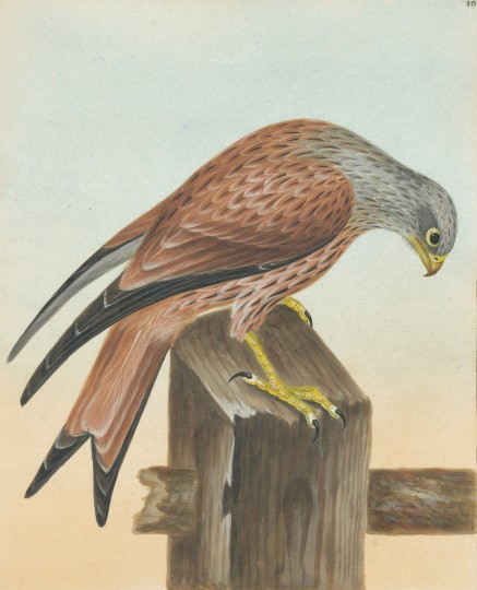 25603 plate 5