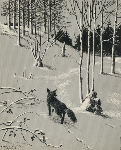 Signed Original Drawing: Vix - the Story of a Fox Cub - , 