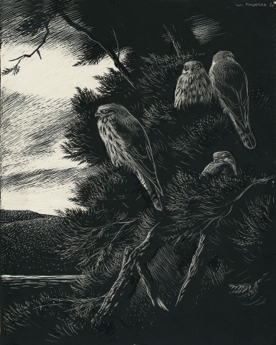 Signed Original Drawing: The Birds of the Lonely Lake - , 