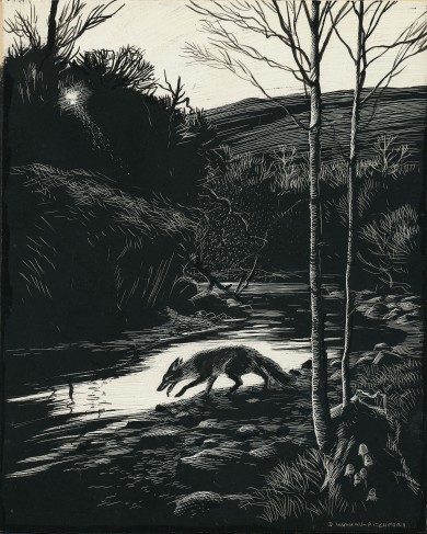 Signed Original Drawing: Vix - the Story of a Fox Cub - , 